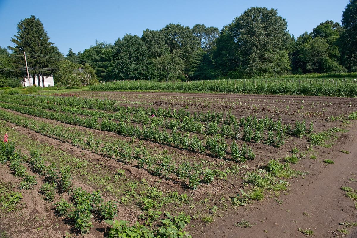 Irrigated fields in a river valley at the end of the growing season.